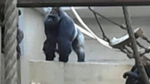 Германия.Штутгарт.Zoo(Wilhelma) КИНКОНГ -ЖИВ !