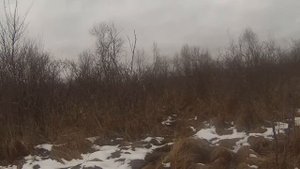 Охота  в Смоленской области