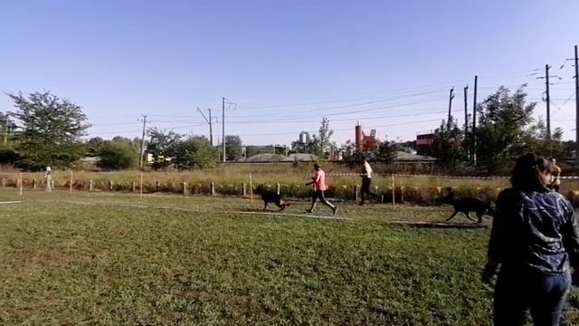 Лучшая собака выстаки - ВКЧК Баларис БЛЭК ФАЙЕР на моно Краснодар 2022