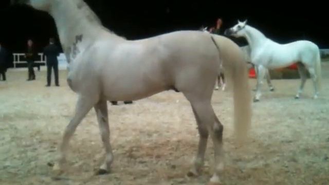 IMG 3523 смотреть онлайн