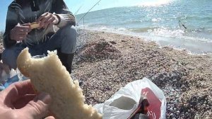 Ловля пеленгаса 2018 с берега на спиннинг с. Степановка