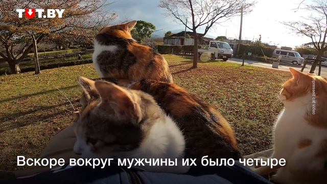 Коты захватили человека