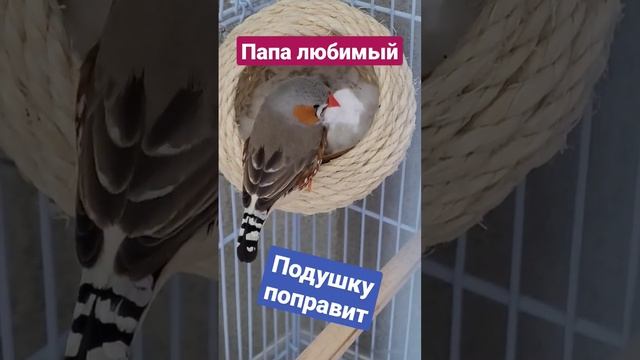 Заботливые родители #амадина #птенец #птица #птицыдома #питомец #птицыразмножение #купитьптенца #до