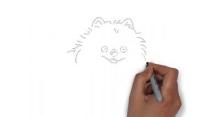 как нарисовать шпица,how to draw a spitz,cómo dibujar un perro de Pomerania,come disegnare un spitz