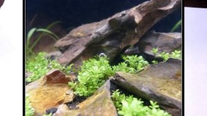 САМАЯ ТОПОВАЯ ПОЧВОПОКРОВКА. ХЕМИАНТУС КУБА. Hemianthus callitrichoides "Сuba"