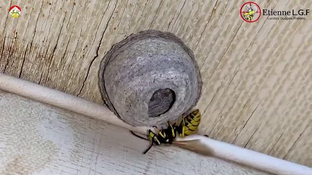 Не путаем ос и 52 укуса пчел. Роение. смотреть онлайн