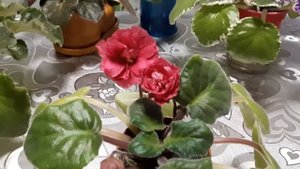 Фиалка сорта ЕК - РЯБИНОВЫЙ КОСТЕР