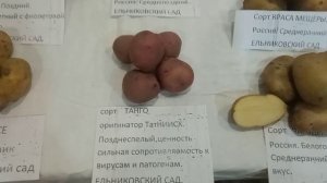 VID 20211129 1454521 Лучшие сорта картофеля в сезоне 2021г