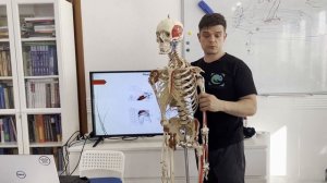 Надостная мышца. Особенности функции мышцы и её тестирование