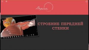 Подмышечная ямка  Подмышечная полость