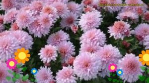 Хризантема девичья Окишор. Краткий обзор, описание характеристик chrysanthemum parthenium