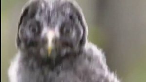 Что делать, если нашли совёнка?