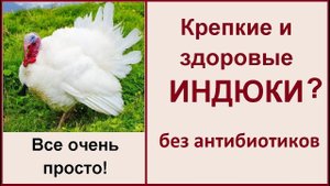 Как вырастить индюков без антибиотиков? Кормление, содержание индюков в домашних условиях