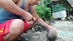 TELESCOPE SHELL IN COCONUT MILK, MORINGA & CHILI LEAVES (GINATAANG BAGONGON MAY MALUNGGAY AT SILI)