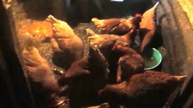 Утро : птичий завтрак) Подстилка- чтобы лапки не мёрзли! смотреть онлайн