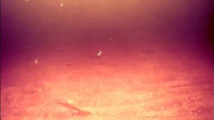 Рыбалка на Ладоге. Леднёво. Подводная съёмка бешеной плотвы!!!