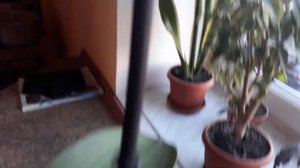 Орхидея заболела / Дырки на листах / Как вылечить болезнь на листьях / Прошу помощи / НАША ДАЧА