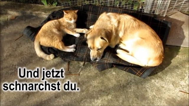 Невоспитан Учим разговорный немецкий без учебника с переводом Бесплатная онлайн программа по темам смотреть онлайн