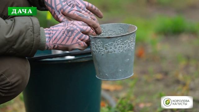 ОБРАБОТКА, ОБРЕЗКА И УКРЫТИЕ РОЗ НА ЗИМУ смотреть онлайн