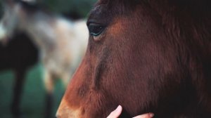 Real farm animal sounds without music????