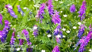 Три самых лучших сидерата