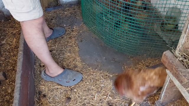 как мы кормим кур несушек / домашнее содержание кур