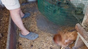 как мы кормим кур несушек / домашнее содержание кур