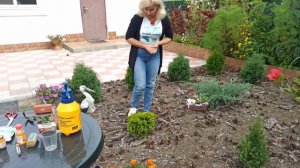 Сделай это с хвойными растениями в первый год посадки