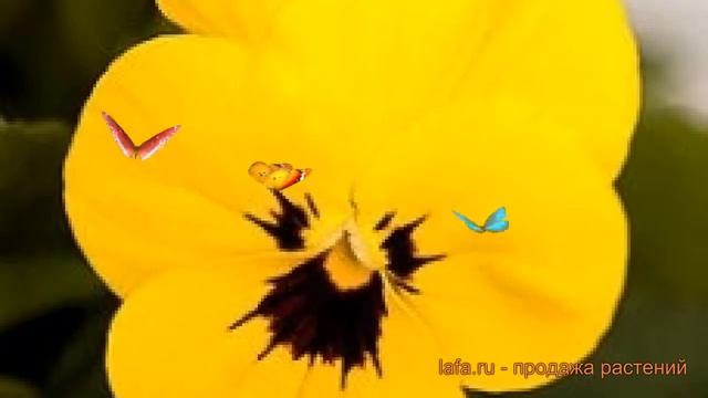 Фиалка рогатая Еллоу Блотч ? рогатая фиалка Еллоу Блотч обзор: как сажать, семена фиалки Еллоу Блот смотреть онлайн