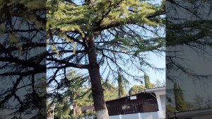 Прогулка по посёлку Цитрусовый. 2024 лето