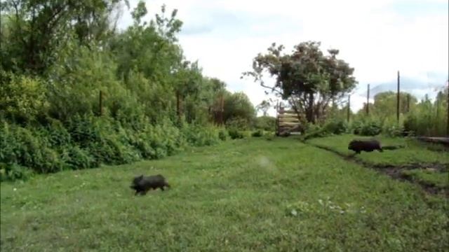 Поросятам 55 дней/Вольное содержание/Сельское подворье на Урале смотреть онлайн