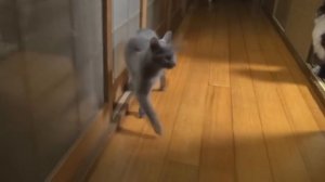 Неуклюжий кот