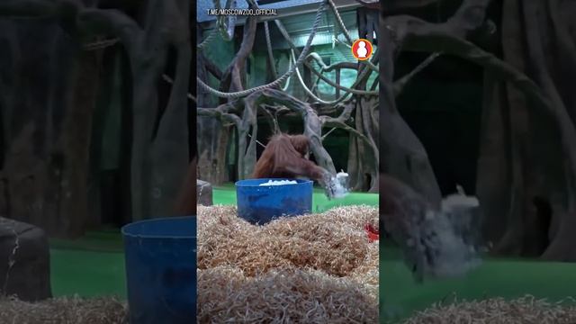 ANIMALS IN MOSCOW ZOO REACT TO SNOW ❄️🐾 смотреть онлайн