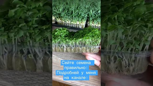 Много не значит хорошо! Когда посеял на глаз) Бизнес микрозелень!