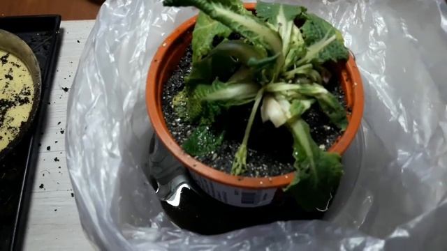 Пересадка примулы после выгонки смотреть онлайн