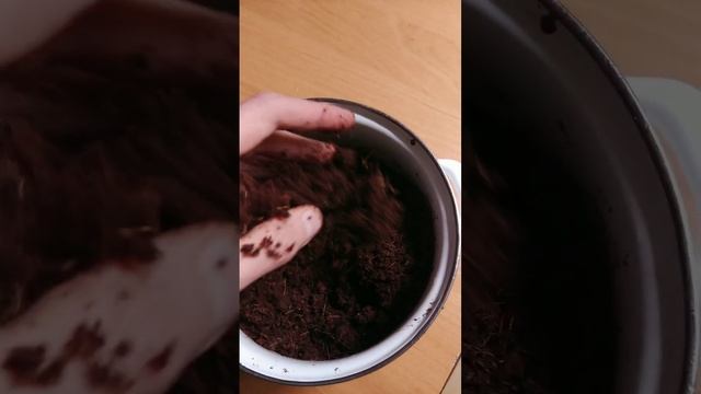 Пересадка Туласи в новый горшок смотреть онлайн