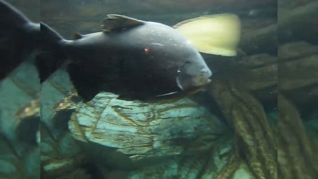 Аквариум. Ялта. Крым | The aquarium. Yalta. Crimea смотреть онлайн