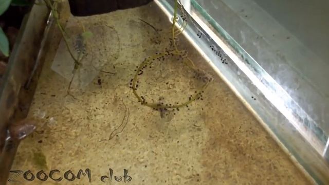 Маленькие и красивые глазчатые прыгуньи. Heterixalus alboguttatus breeding. смотреть онлайн