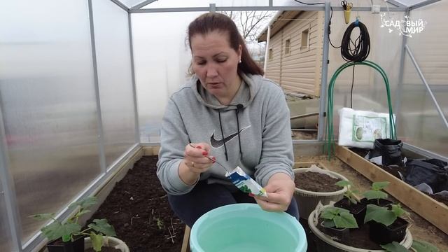 Бешенный рост завязей огурцов гарантирован, если подкормить огурцы до и после высадки в теплицу смотреть онлайн
