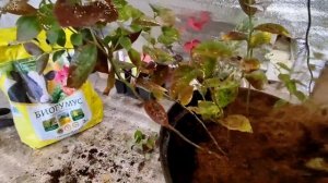 Купили голубику? что делать дальше?! ?Пересадка, уход, хранение саженца зимой.