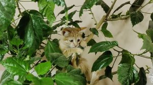 Котенок забрался на китайский гибискус и играет на нем.