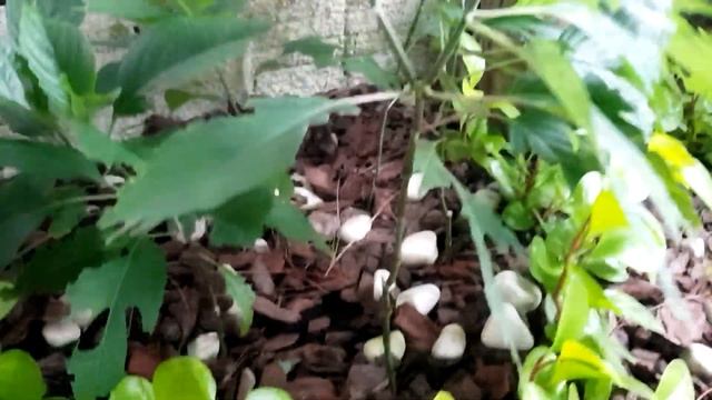 Flor-flamingo, Justícia ou Jacobinia: Jóia Rosa da Mata Atlântica смотреть онлайн