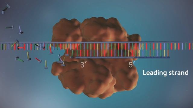 DNA replication - 3D смотреть онлайн