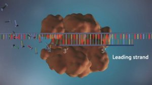 DNA replication - 3D
