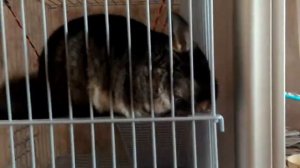 Какая поилка нужна для шиншиллы? Тиша сгрыз поилку?!