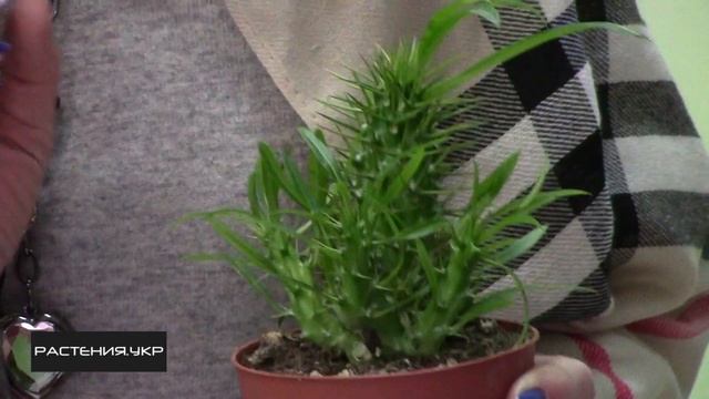 Мадагаскарская пальма / Пахиподиум ламера