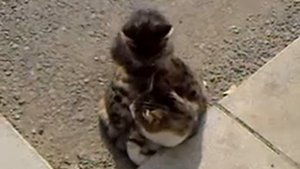 Кот делает массаж кошке:)