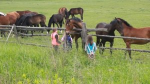 Кормим лошадей с рук. Красивые лошади.We feed the Horses.Видео про лошадок.