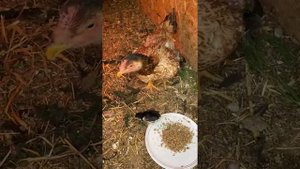 Кормление цыплят О Шамо