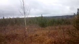 Поиск рогов + ПОИСК МЕТАЛЛОМА